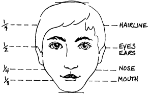 Proportions of the Head